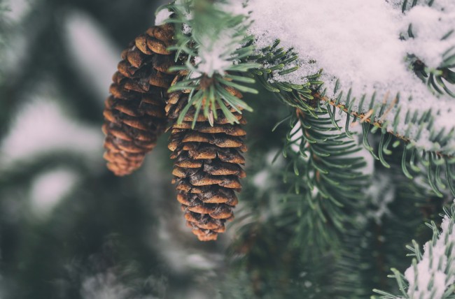 Fichtenzapfen voller Schnee © Unsplash | Aaron Burden